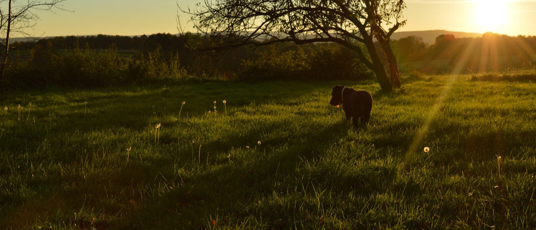 Dog standing in a grassy meadow at sunset in the countryside