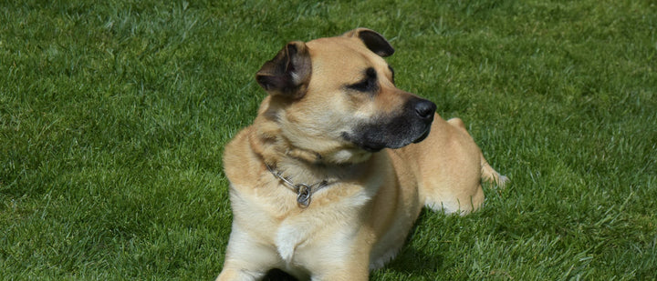Dog lying calmly on a garden lawn