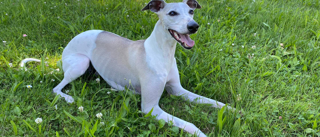 Whippet lying on a lawn dotted with daisies and clover