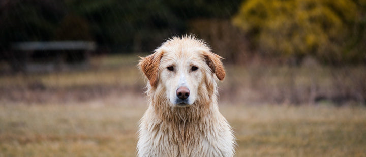 Older golden retriever with a pale face sitting in a damp field