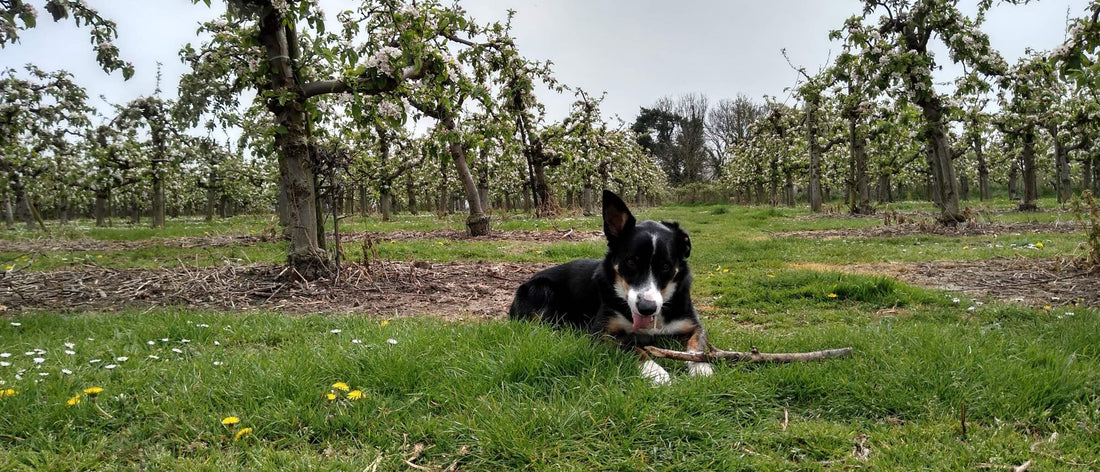 Border Collie lying in a fruit orchard with a stick