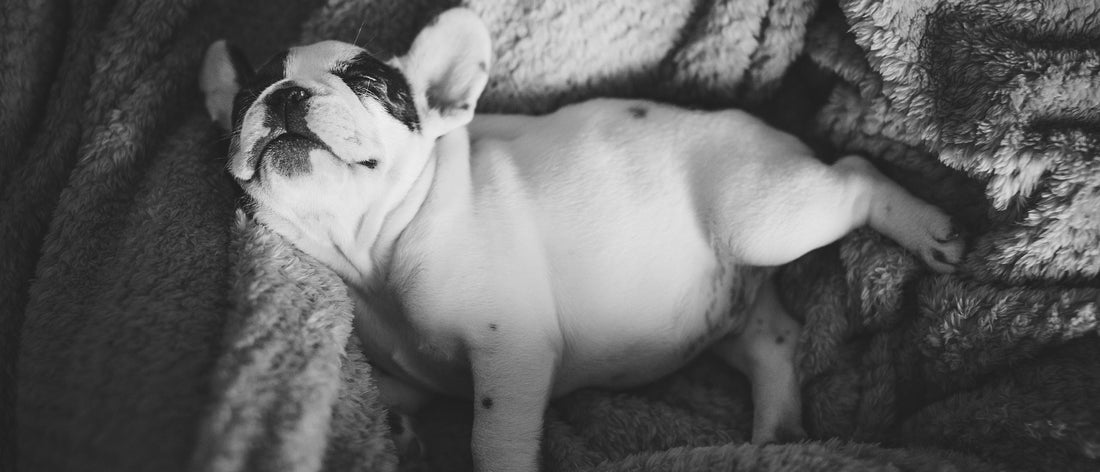 French Bulldog puppy asleep on a soft blanket
