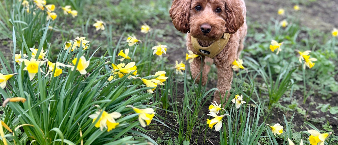 Cockapoo standing among daffodils in a garden