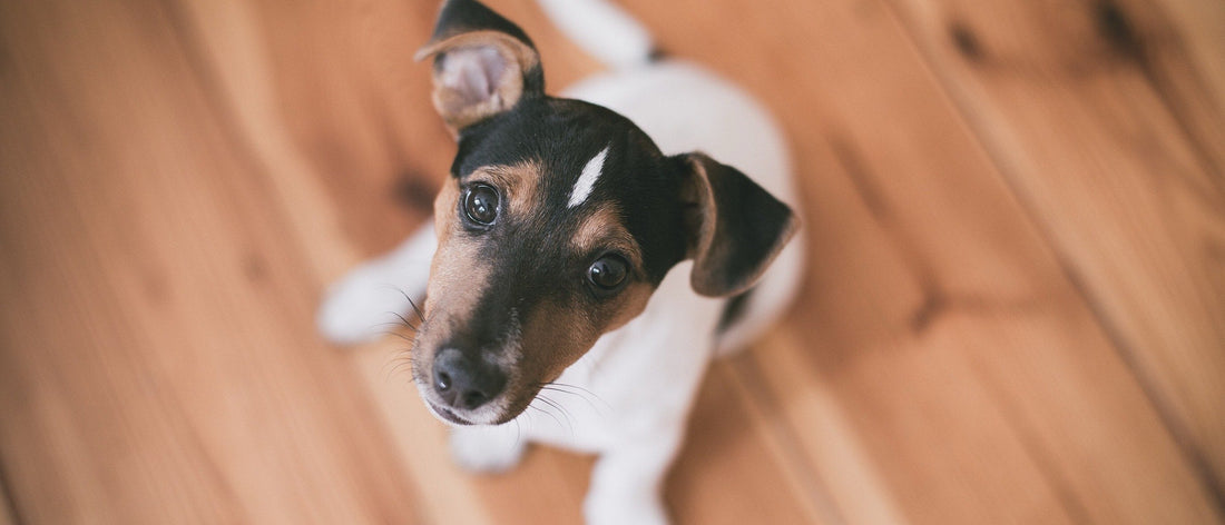 Jack Russell puppy looking up from a wooden floor