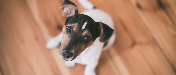 Jack Russell puppy looking up from a wooden floor