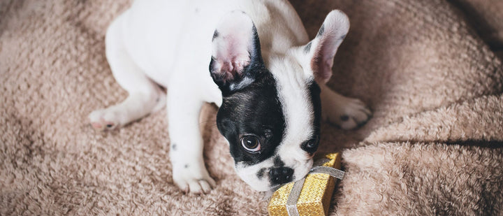French Bulldog puppy with a treat on a soft blanket