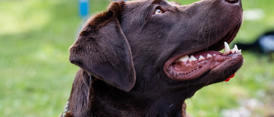 Chocolate Labrador looking up in a park