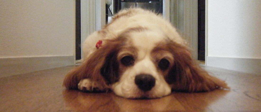 Cavalier King Charles spaniel lying on a wooden floor with its chin down