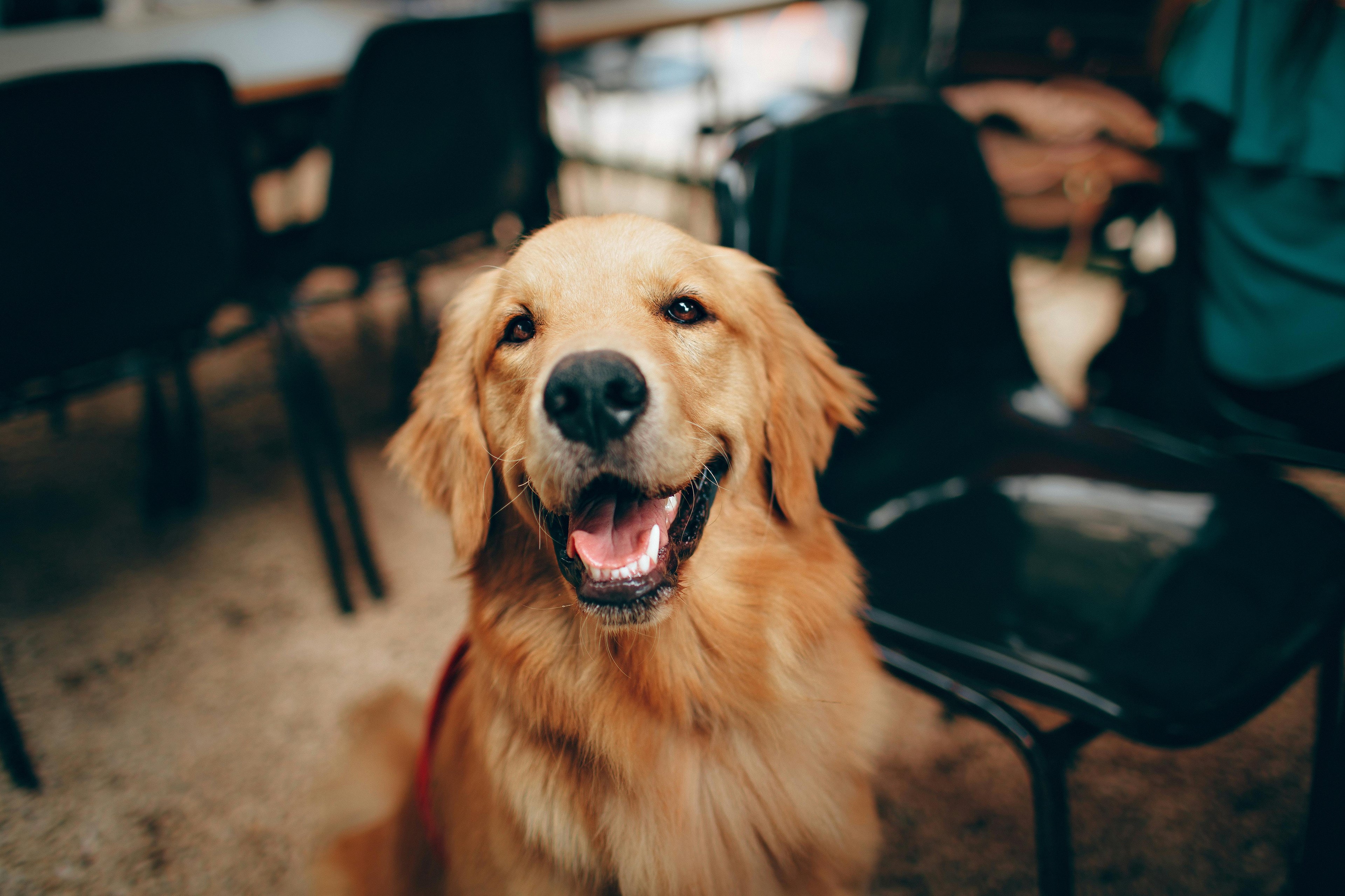 The Best Way To Care For A Dog With Allergies