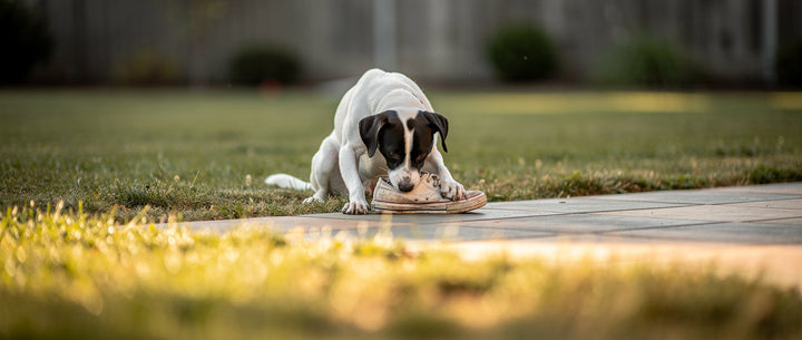 How to stop your dog chewing everything: Step-by-step training guide