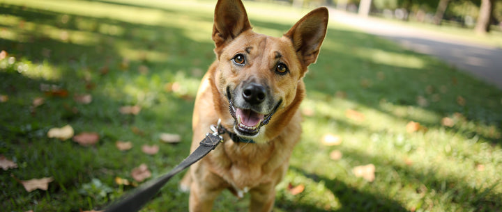 How to train a dog to walk nicely on a lead: Loose lead walking guide