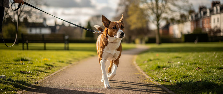 How to stop a dog pulling on the lead: Step-by-step training guide
