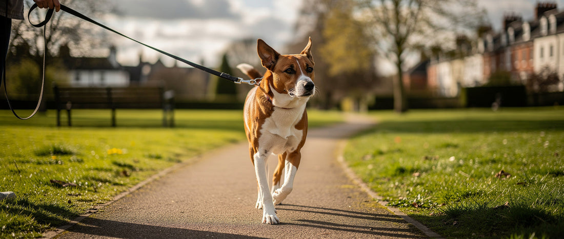 How to stop a dog pulling on the lead: Step-by-step training guide