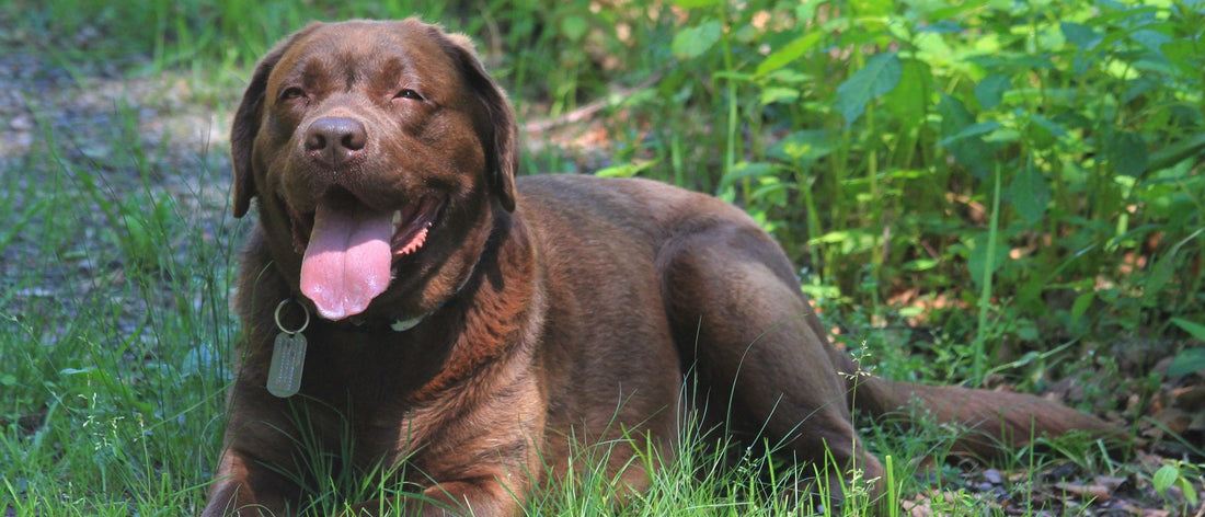 Chocolate Labrador lying contentedly in the long grass