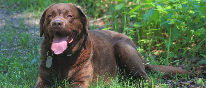 Chocolate Labrador lying contentedly in the long grass