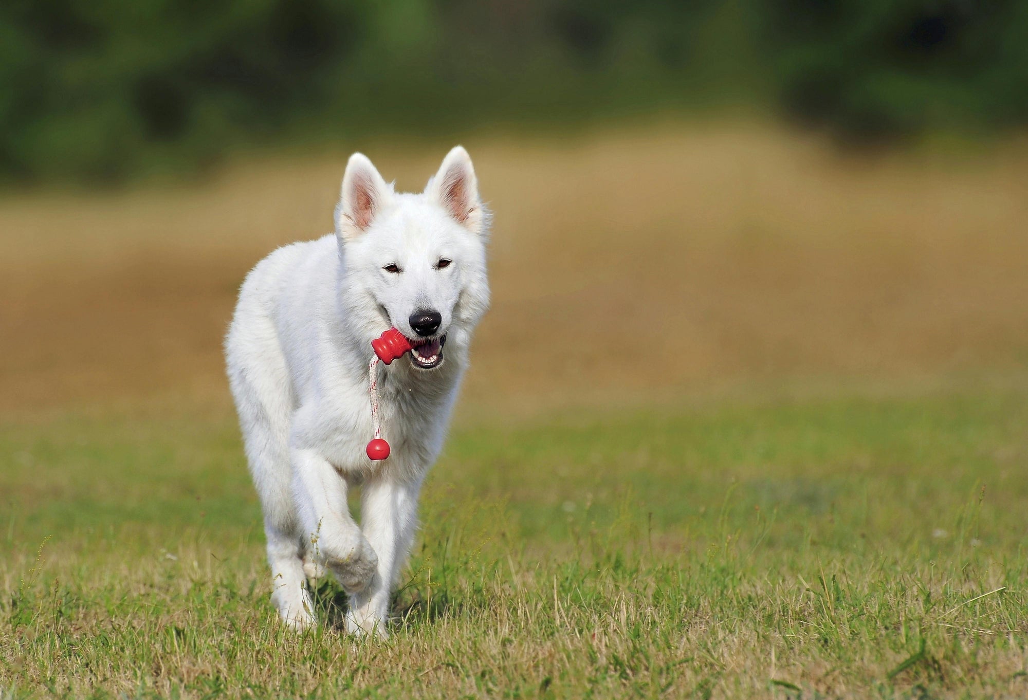 Exciting Outdoor Games To Play With Your Dog