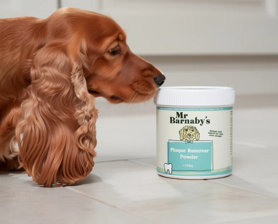 What Supplements Are Best for My Dog?