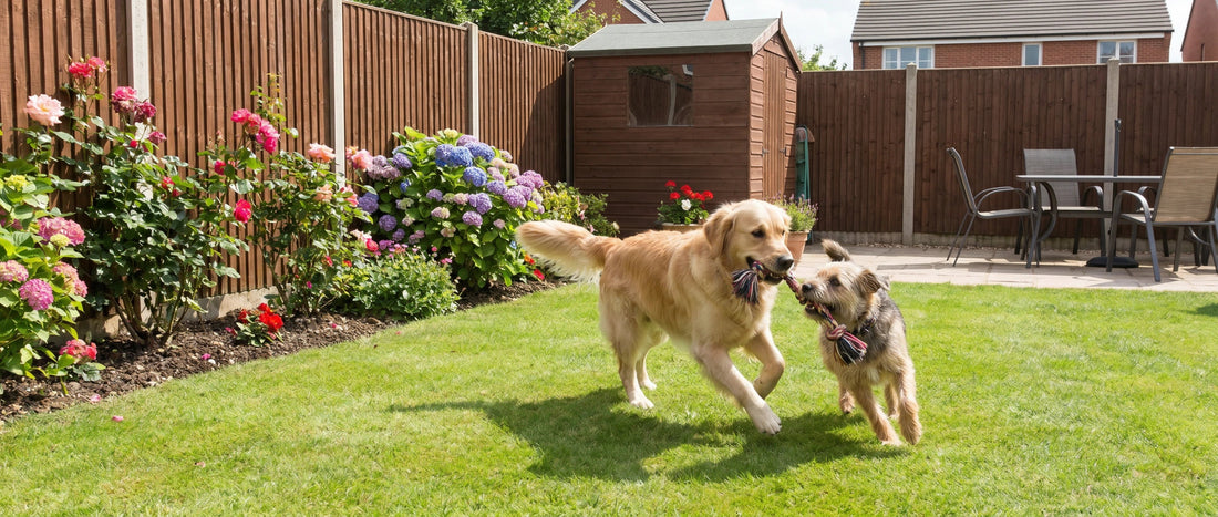 Two dogs running around playing in a back garden