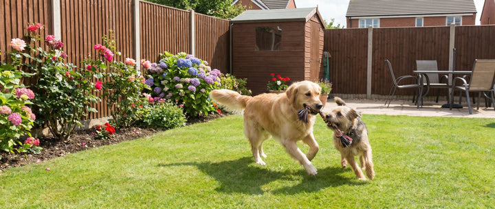 Two dogs running around playing in a back garden
