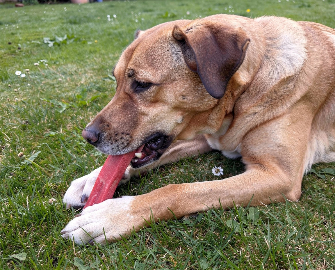 elderly dog laying on the grass chewing on a strawberry flavour yak chew